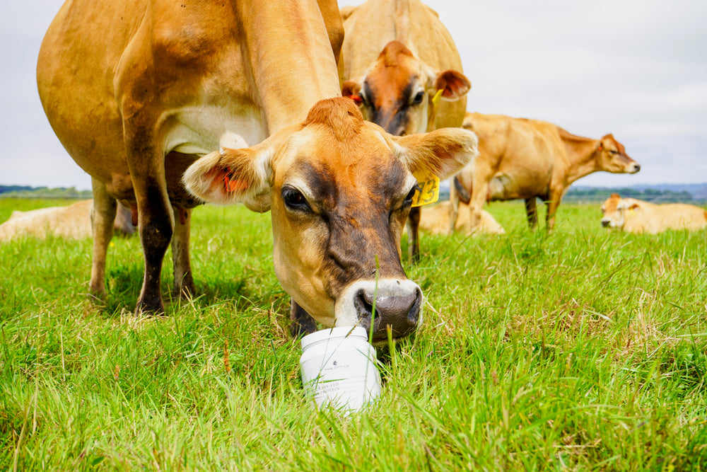 
                  
                    Organic Chocolate A2 Grass-Fed Whey Protein with Collagen & Maca
                  
                